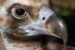 Vulture close-up