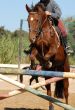 jumping brown horse