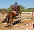 jumping brown horse