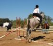 jumping grey horse