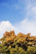 Autumn tree over sky