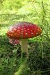 toadstool in forest