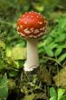 toadstool in forest