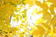 Background from yellow foliage