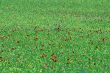 Red puppies in the Piana di Castelluccio