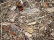 Velvet Ant