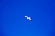 Seagull flying in blue sky