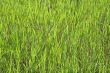Green grass texture
