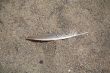 feather on sand