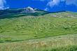 Red puppies in the Piana di Castelluccio