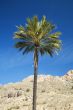 palm with blue sky