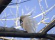 sulphur crested cockatoo