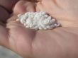 white tiny shell in the palm of a hand