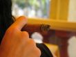 male hand holding a cigar