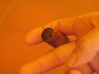 male hand holding a cigar