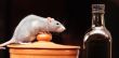 rat in kitchen