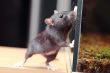 rat and aquarium