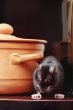 rat in kitchen