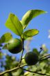 Green lime
