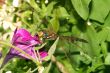 Dragonfly on a petunia flower