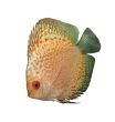 aquarium fish discus