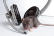 rat with headphones