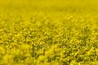 Yellow Flower`s Field