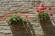 Monterubbiano - Potted plants in flower