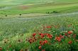 Piana di Castelluccio - Landscape with red puppies