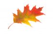 Alone leaf.