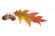 Leaf and two acorns.