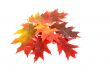  Colourful autumn`s leaves.
