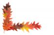 Colorful leaves on a white.