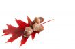Leaf and three acorns.