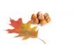 Hazel-nuts and alone leaf.