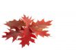 Colourful leaves on a white.