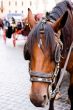 Horse and carriage at Piazza di Spagna