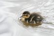 Fluffy duckling on water