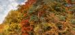 Beautiful mixed forest in autumn