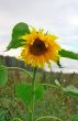 Lonely sunflower in the field