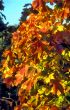 Red maple leaves
