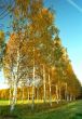 Birches alley in autumn colors