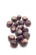 sweet chestnut