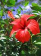 Red hibiscus