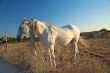 white horse