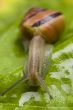 Snail green leaves