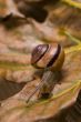 Snail on autumn leaves