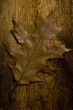 autumn leaf over old board