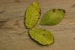 autumn leaf over old board