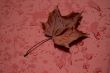 autumn leaf over red metalic surface
